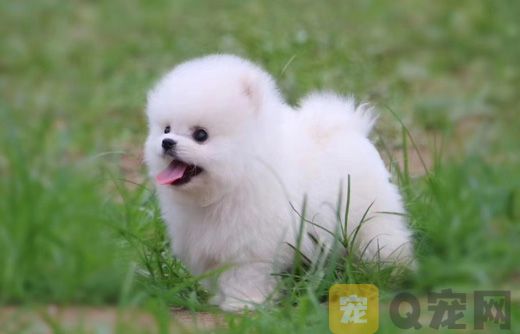 茶杯犬需不需要補鈣？